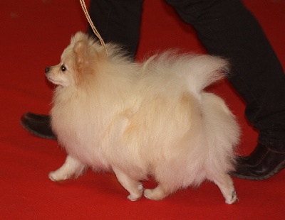 Des muses du haut forez - 2 CACIB, 1 RCACIB en speciale spitz à monlucon