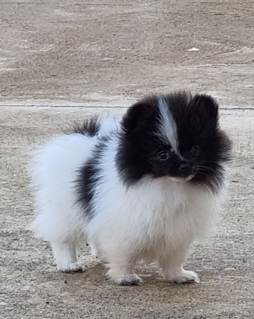 chiot Spitz allemand Des muses du haut forez