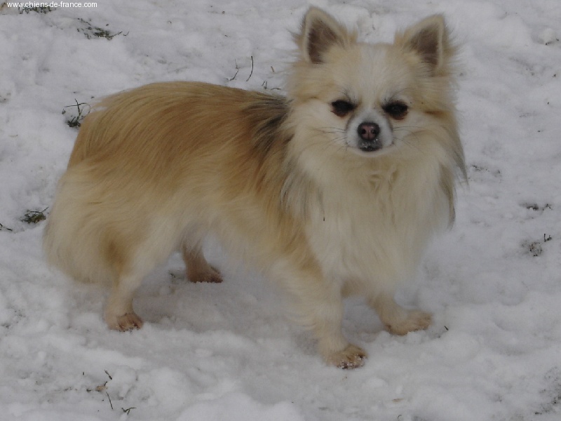 Upsala  Des muses du haut forez