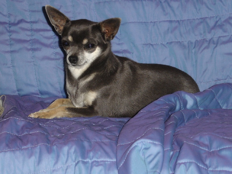 Diva Van eiland ouburg