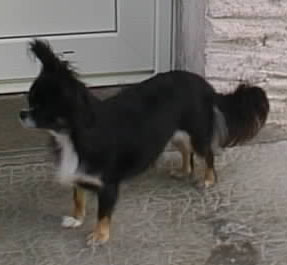 Tidgy Des muses du haut forez