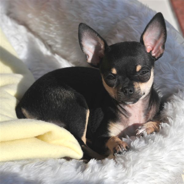 Cachou Des muses du haut forez