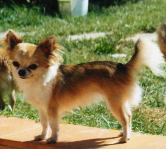 Lubie Des muses du haut forez