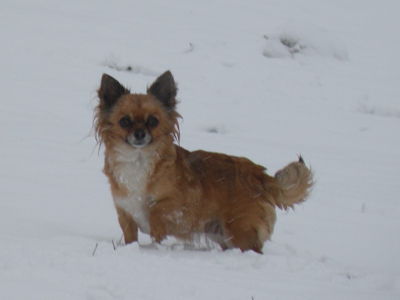 Bridget Des muses du haut forez