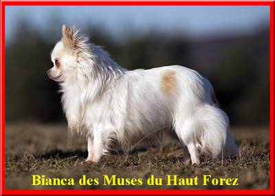 Bianca Des muses du haut forez