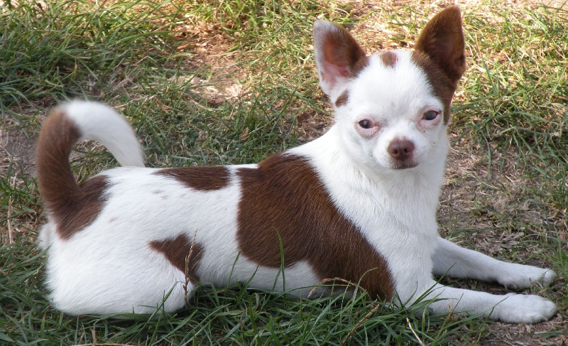 little bark Peppermint patty