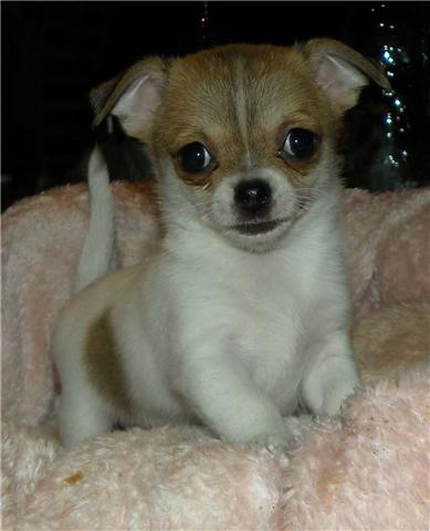 Feeby Des muses du haut forez
