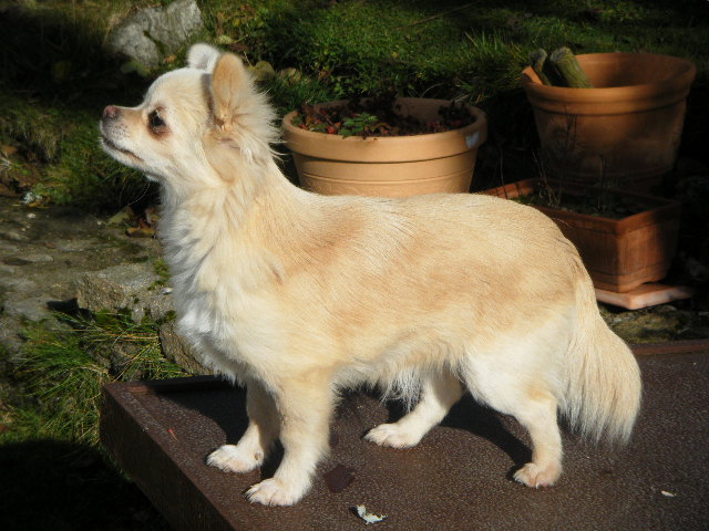 French cancan dite floë Des muses du haut forez