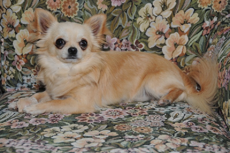 Fabio Des muses du haut forez