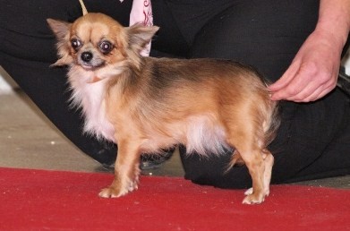 Endora the lavander lady Des muses du haut forez