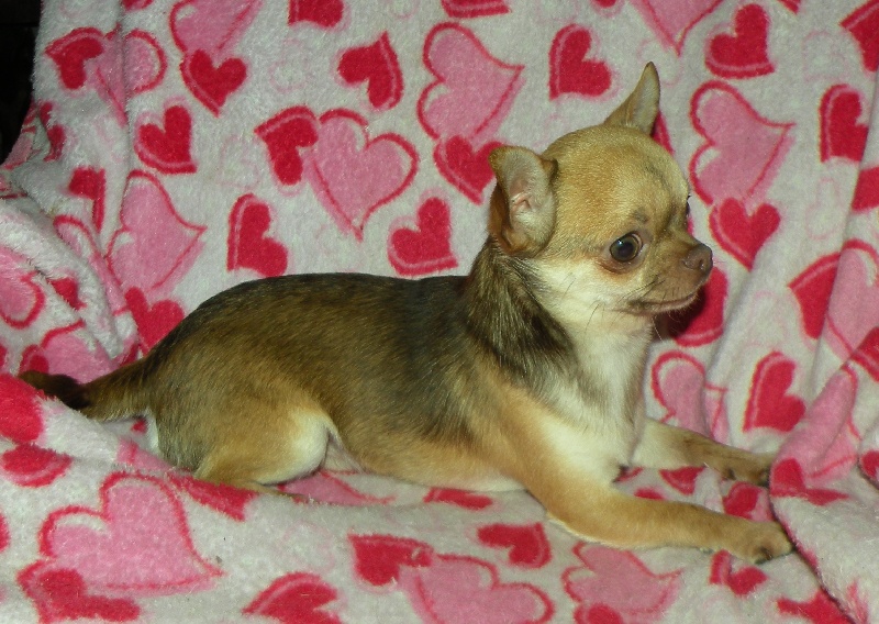 Ferrero Des muses du haut forez