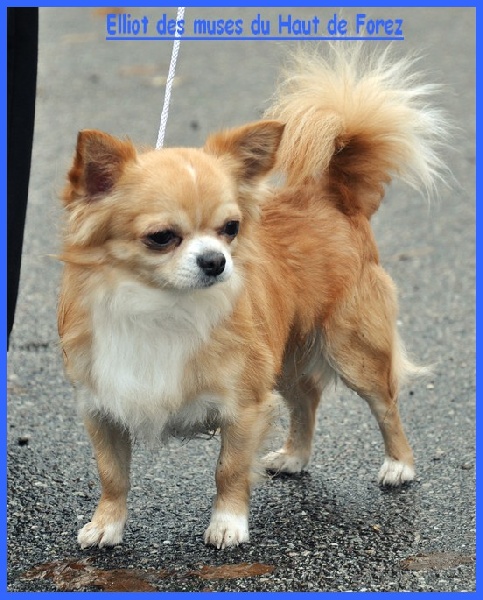 Elliot Des muses du haut forez