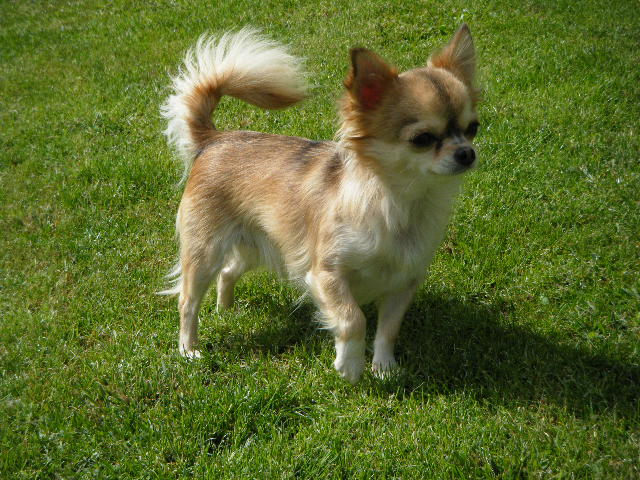 CH. Dune Des muses du haut forez