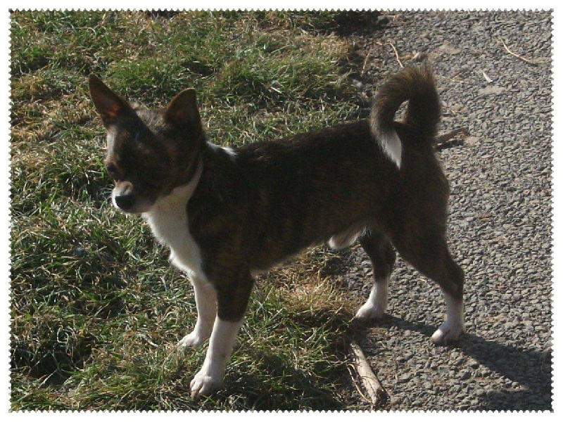Goliat Des muses du haut forez