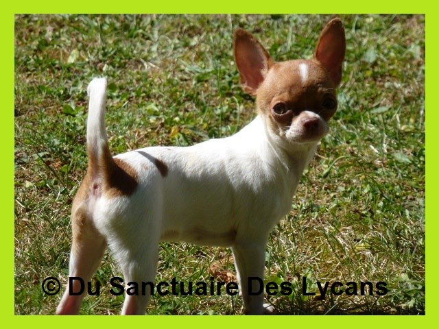 Hypnotic sensation Des muses du haut forez