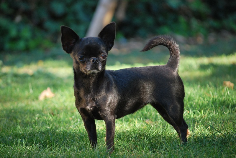 Good night my princess Des muses du haut forez