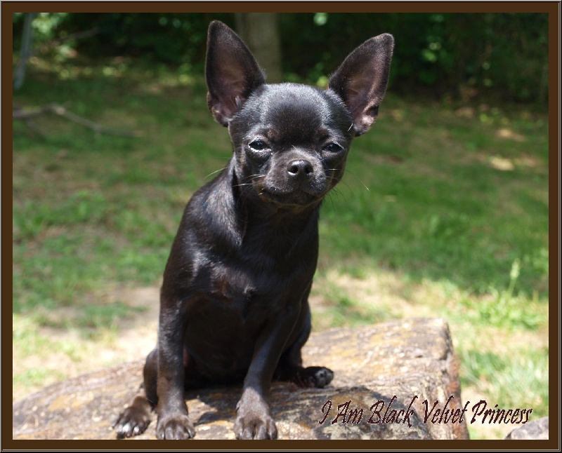 I am a black velvet princess Des muses du haut forez