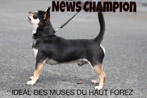 CH. Idéal Des muses du haut forez