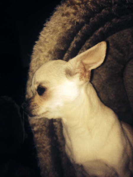 Ivory Des muses du haut forez