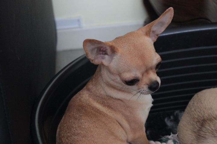 Jolie môme Des muses du haut forez