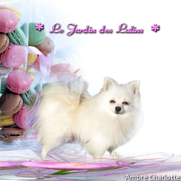 Island pearl Des muses du haut forez