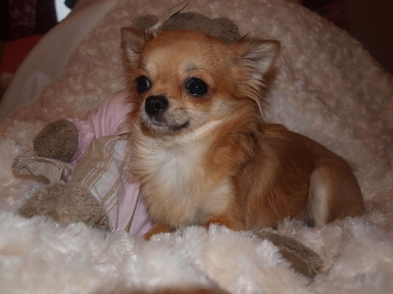 Flower of beauty Des muses du haut forez