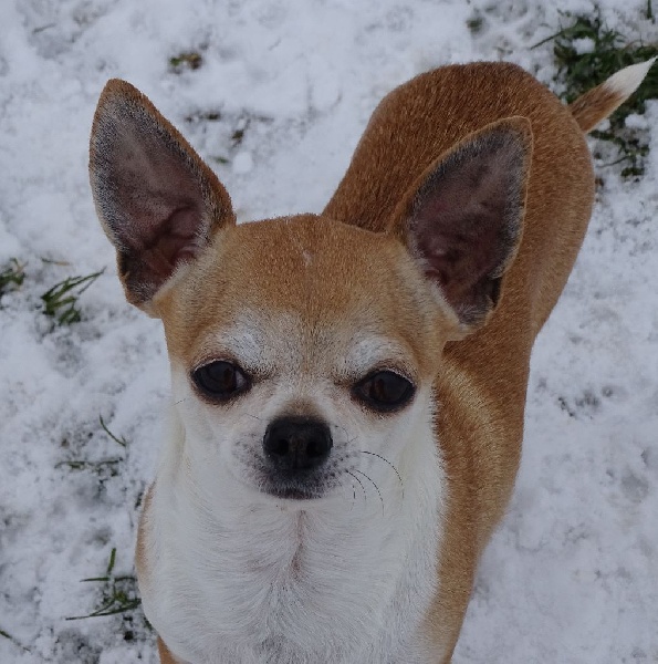 Felini Des muses du haut forez