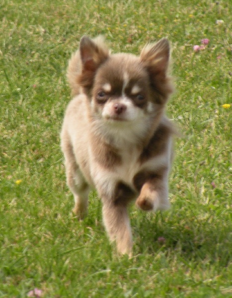 Perla dei piccoli bastardi