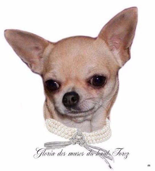 Gloria Des muses du haut forez