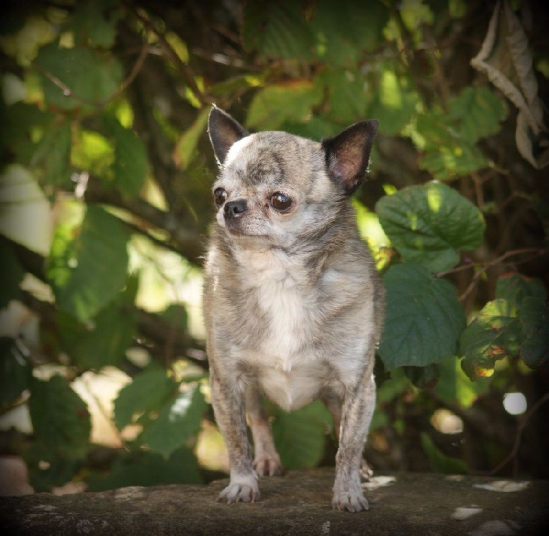 Gm frankie Des muses du haut forez