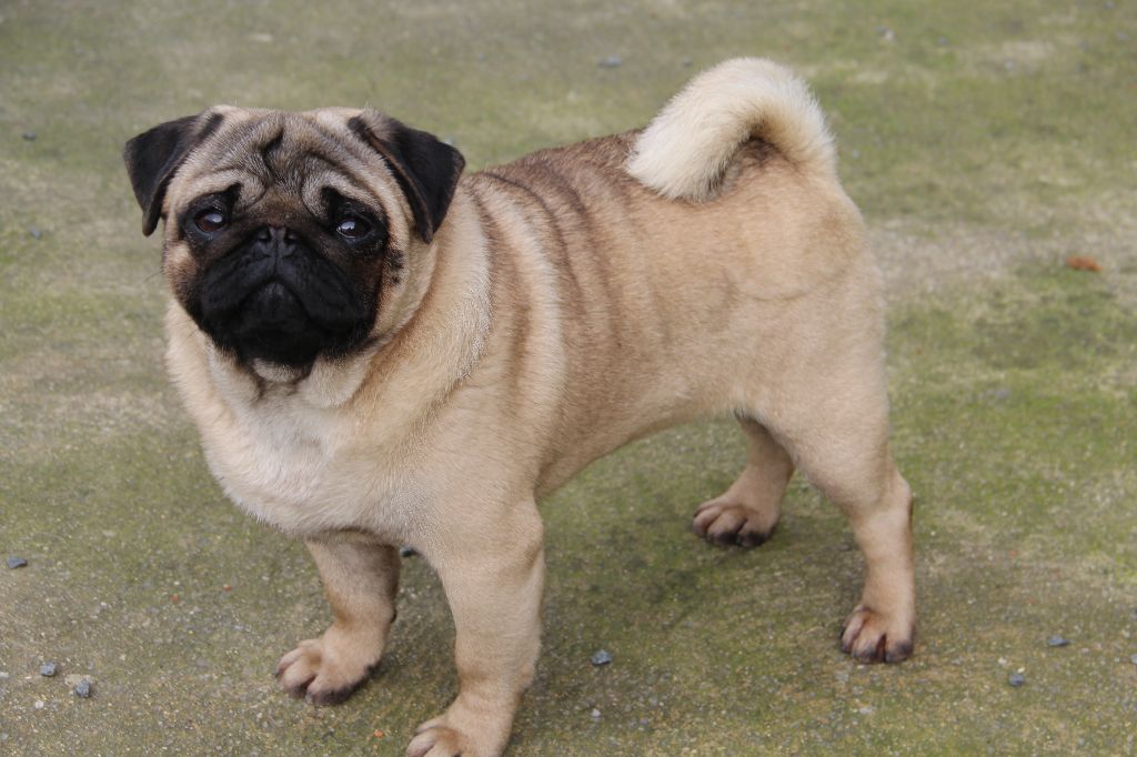 Newton Des muses du haut forez