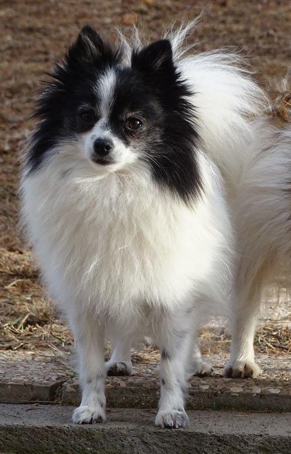 Lady tovero Des muses du haut forez