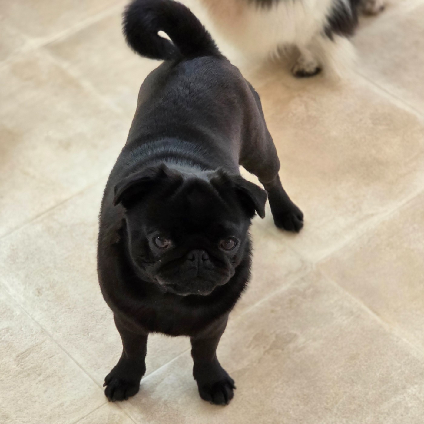 AUSTRALE Des muses du haut forez