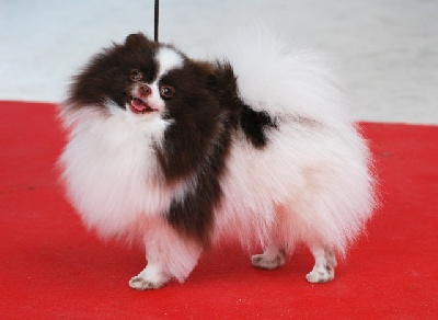 Des muses du haut forez - PARIS DOG SHOW Carla Brownie CAC CACIB