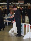 Des muses du haut forez - LUBOMIR CAC & CACIB au PARIS DOG SHOW