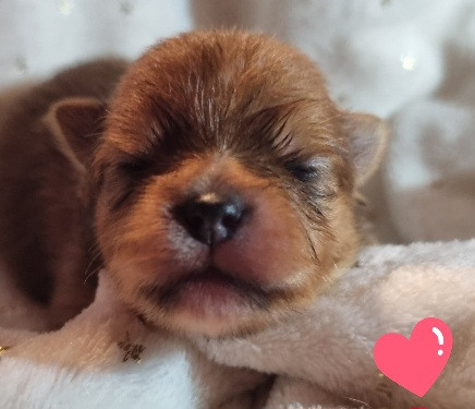 Des muses du haut forez - Chiots disponibles - Spitz allemand
