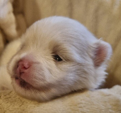 Des muses du haut forez - Chiots disponibles - Spitz allemand