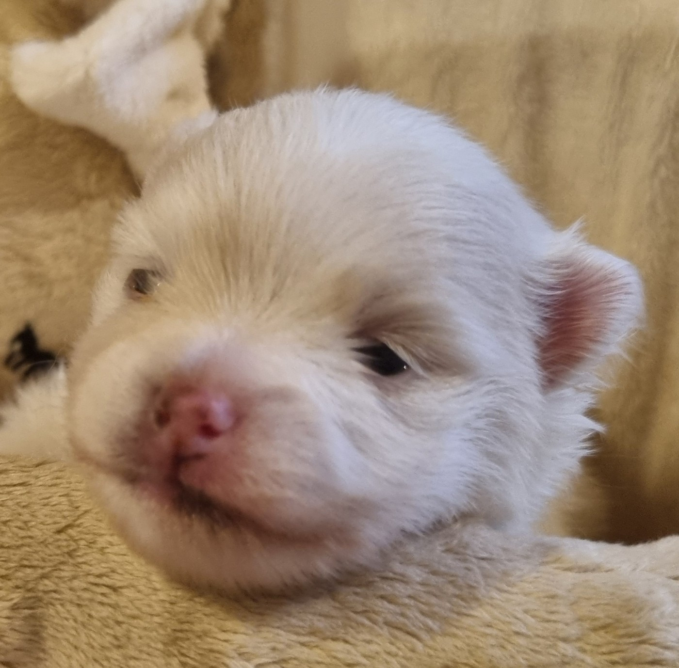 Chiot Spitz allemand Des muses du haut forez