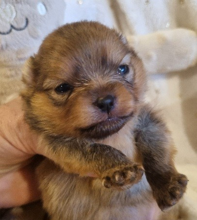 Des muses du haut forez - Chiots disponibles - Spitz allemand