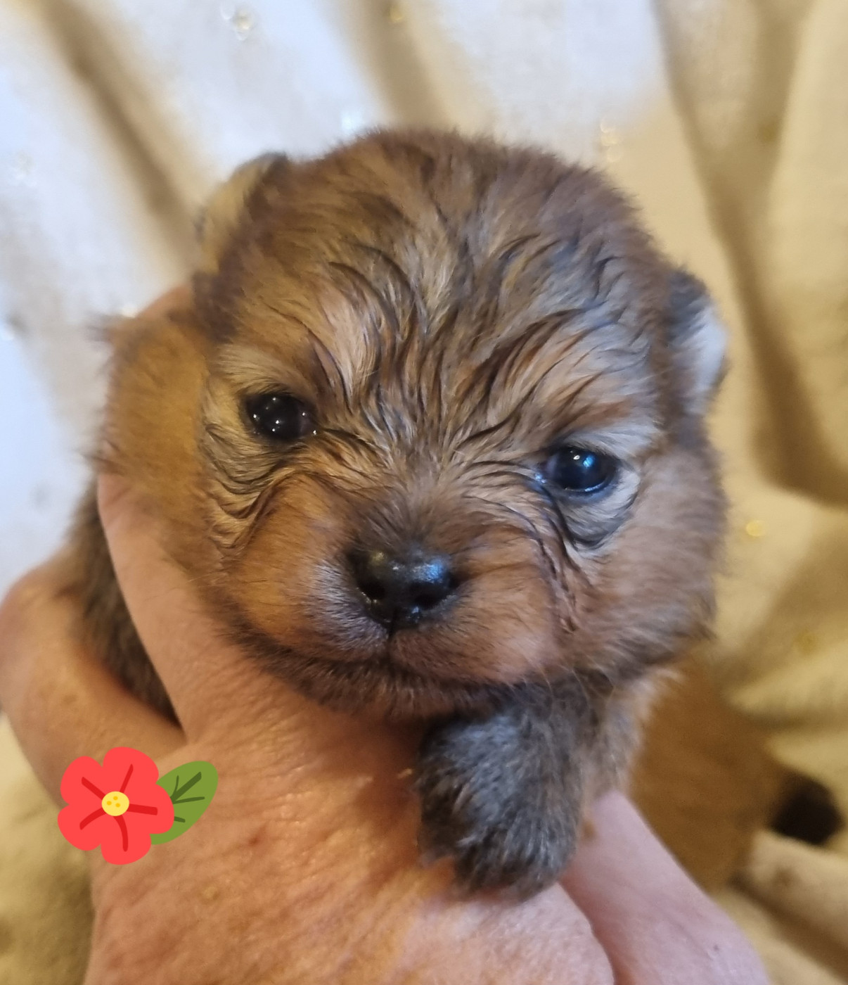Des muses du haut forez - Chiots disponibles - Spitz allemand