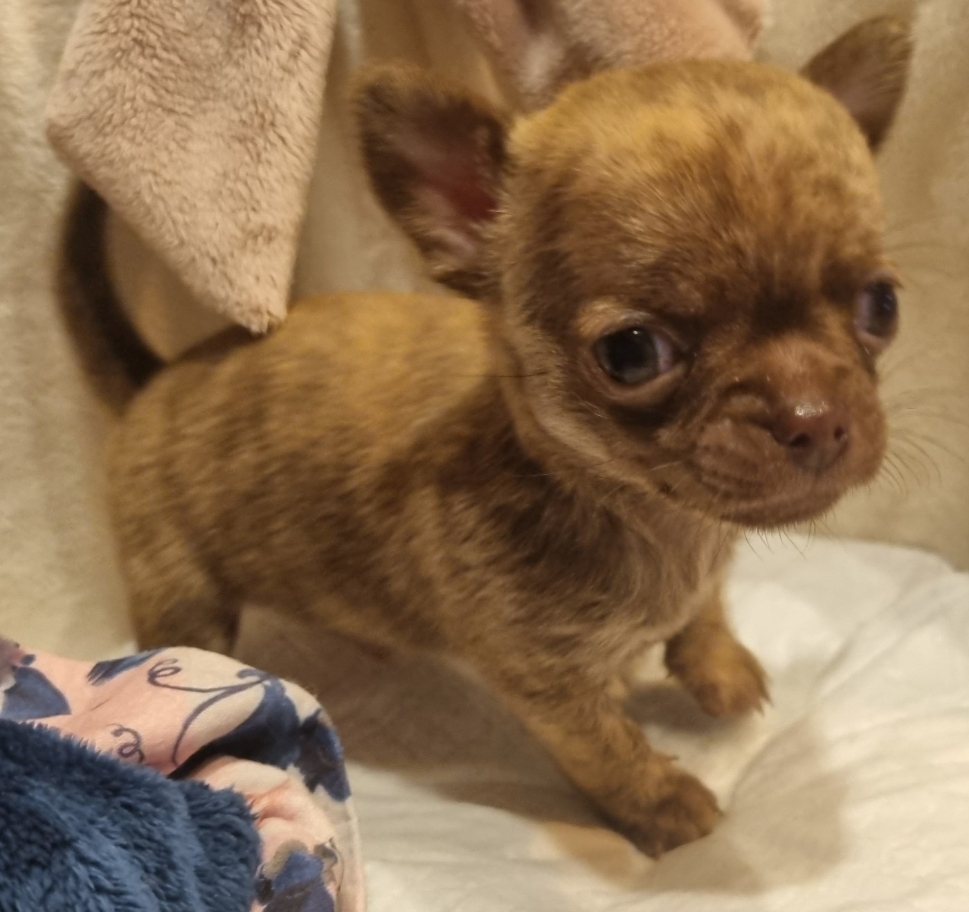 Des muses du haut forez - Chiots disponibles - Chihuahua