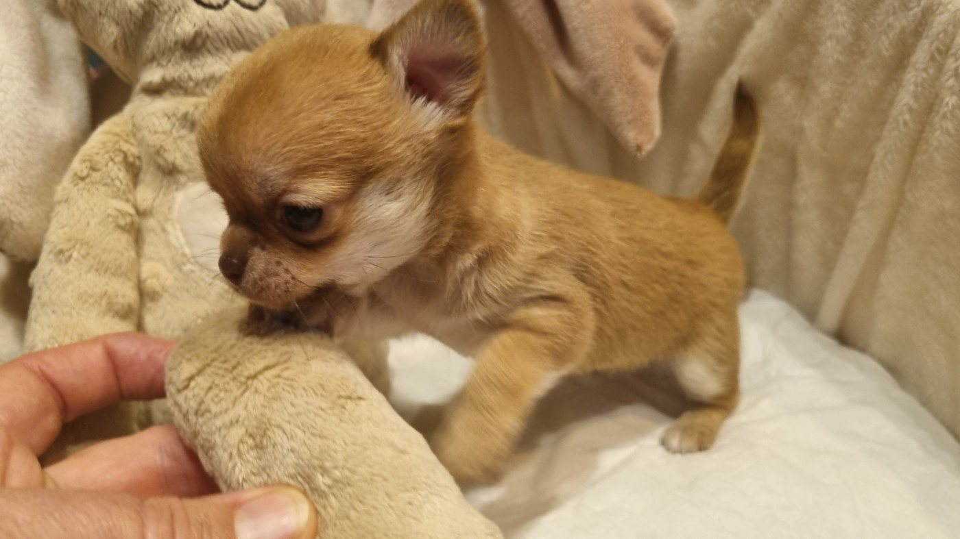 Des muses du haut forez - Chiots disponibles - Chihuahua