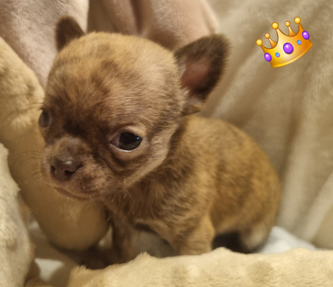 Des muses du haut forez - Chiots disponibles - Chihuahua