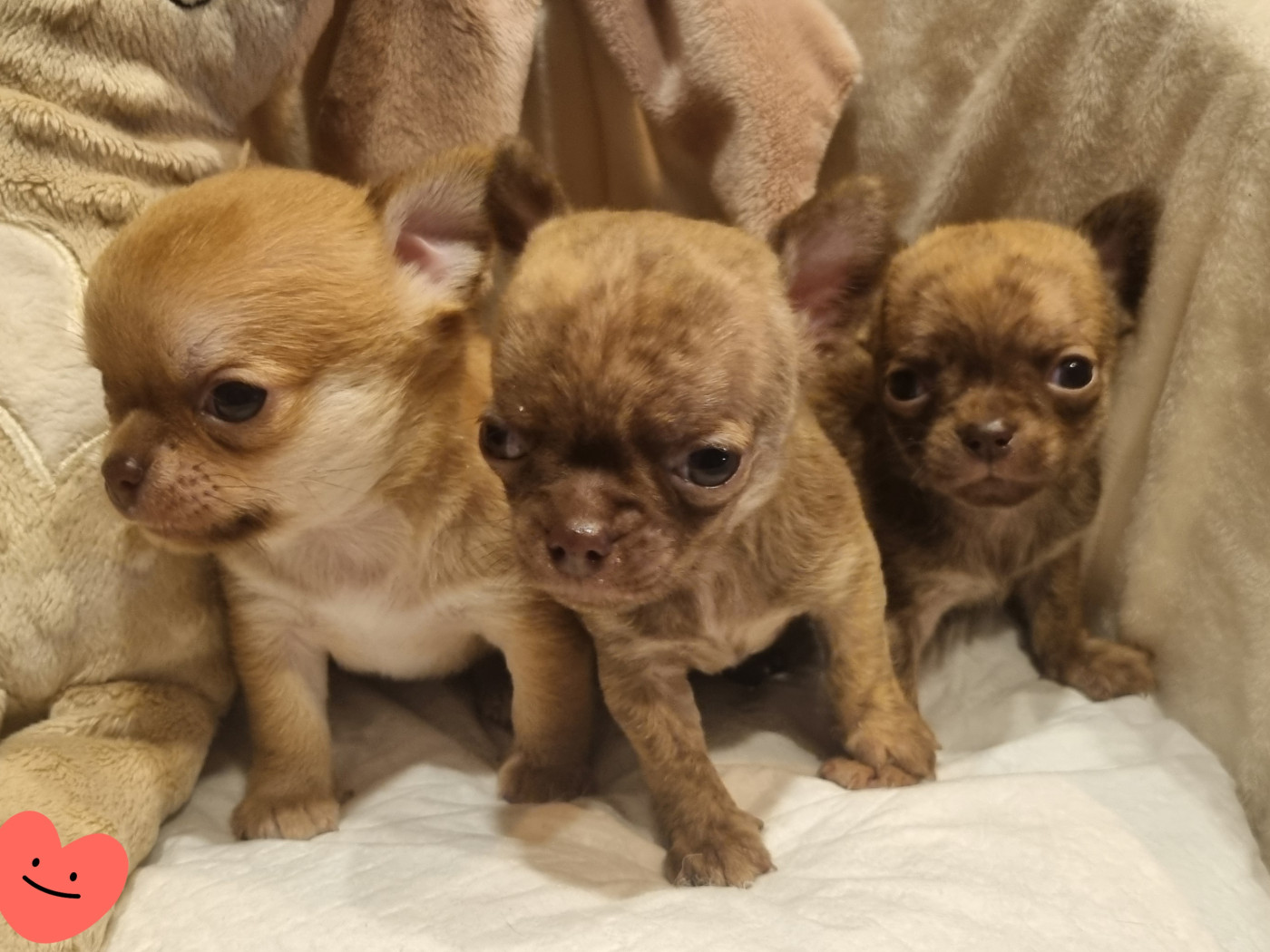 Chiot Chihuahua Des muses du haut forez