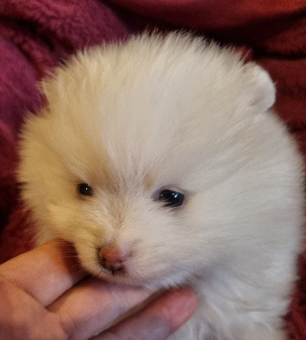 Des muses du haut forez - Chiots disponibles - Spitz allemand