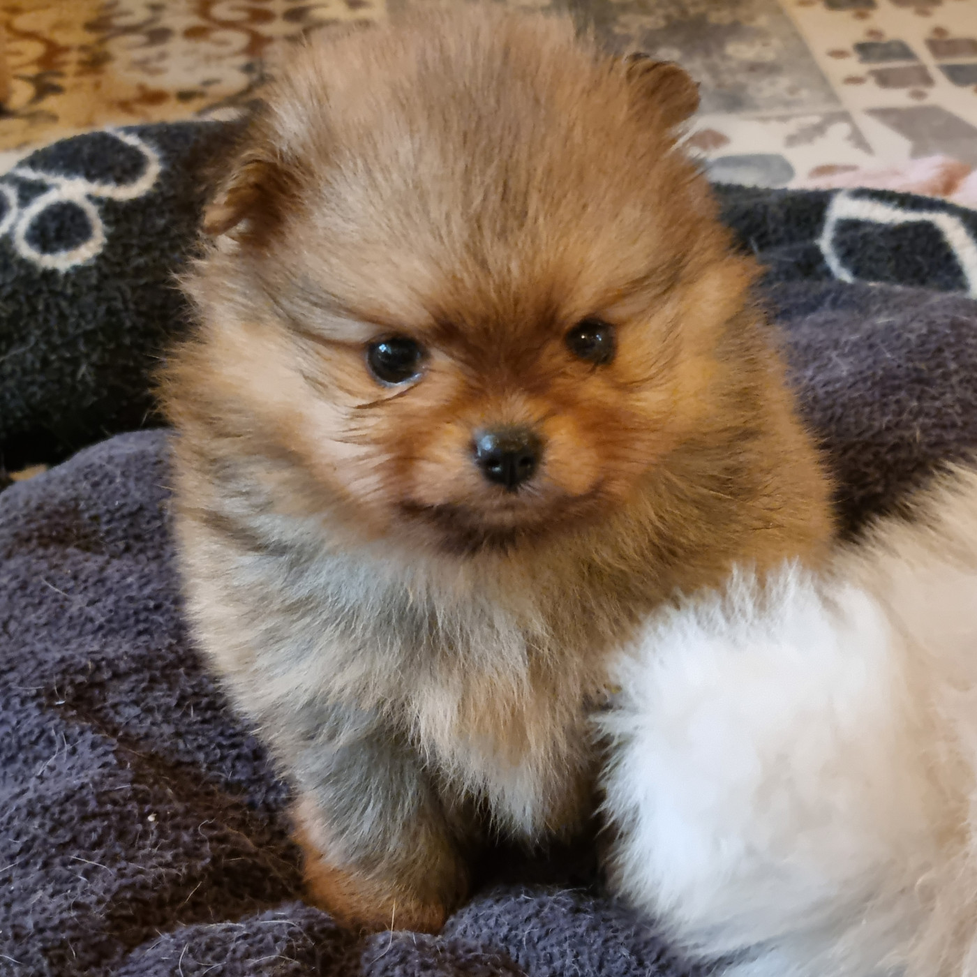 Des muses du haut forez - Chiots disponibles - Spitz allemand