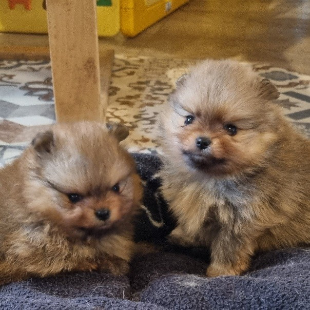 Des muses du haut forez - Chiots disponibles - Spitz allemand