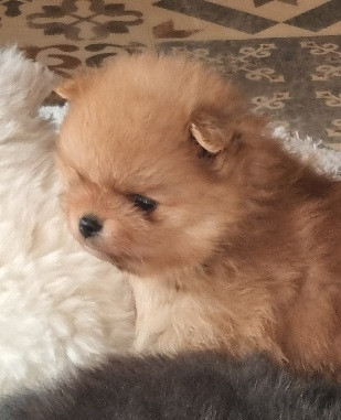 Des muses du haut forez - Chiots disponibles - Spitz allemand