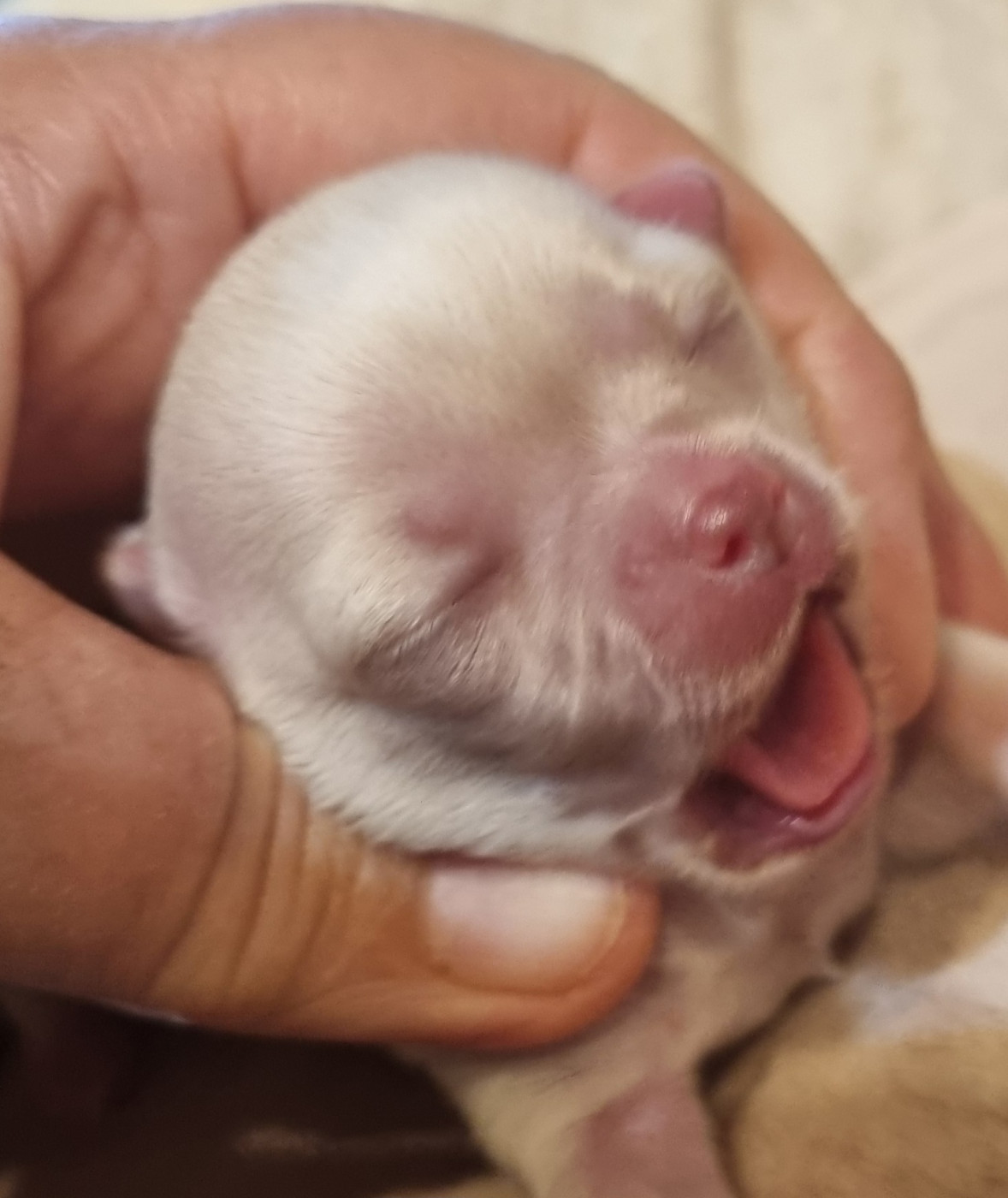 Des muses du haut forez - Chiots disponibles - Chihuahua