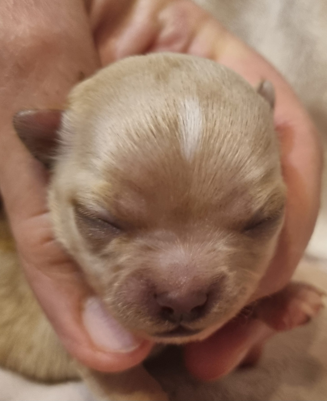 Des muses du haut forez - Chiots disponibles - Chihuahua